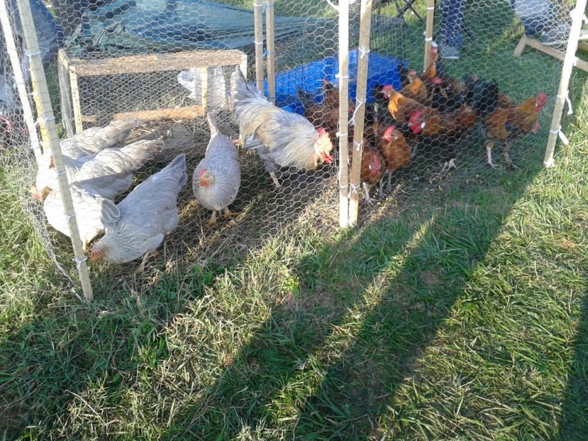 Fotografie0085 - 23---targ monor 10 09 2017