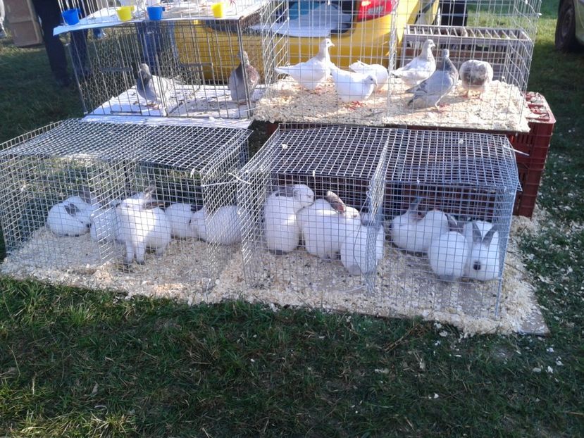 Fotografie0087 - 23---targ monor 10 09 2017