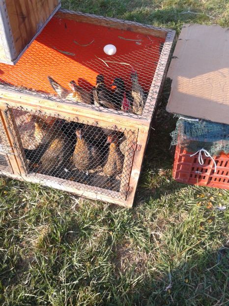 Fotografie0089 - 23---targ monor 10 09 2017