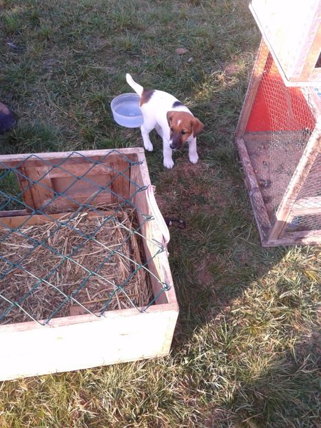 Fotografie0090 - 23---targ monor 10 09 2017