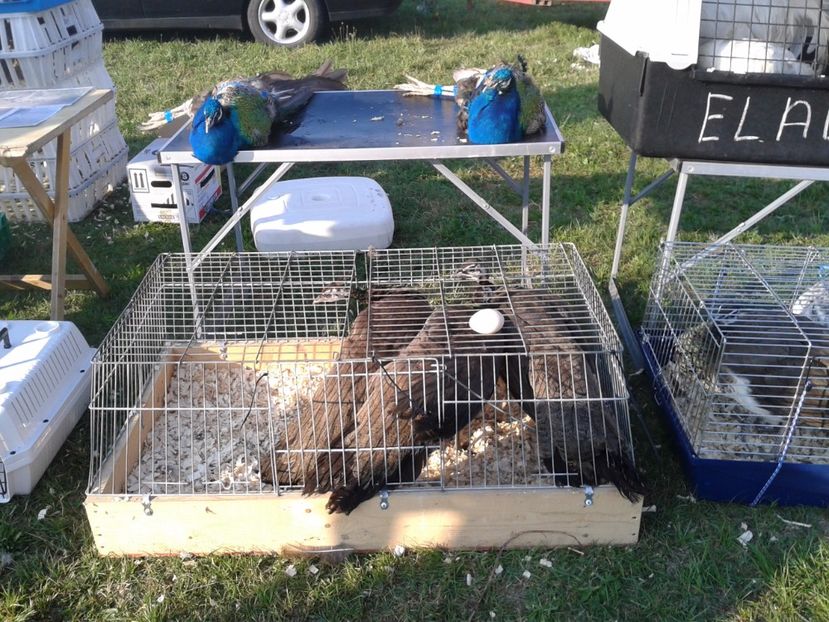 Fotografie0091 - 23---targ monor 10 09 2017