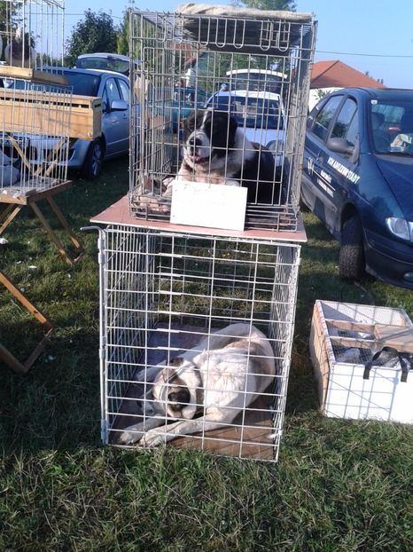 Fotografie0092 - 23---targ monor 10 09 2017