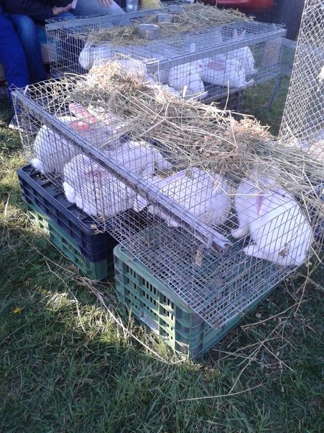 Fotografie0093 - 23---targ monor 10 09 2017