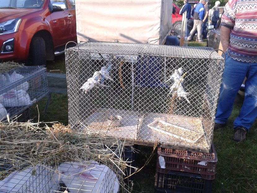 Fotografie0094 - 23---targ monor 10 09 2017