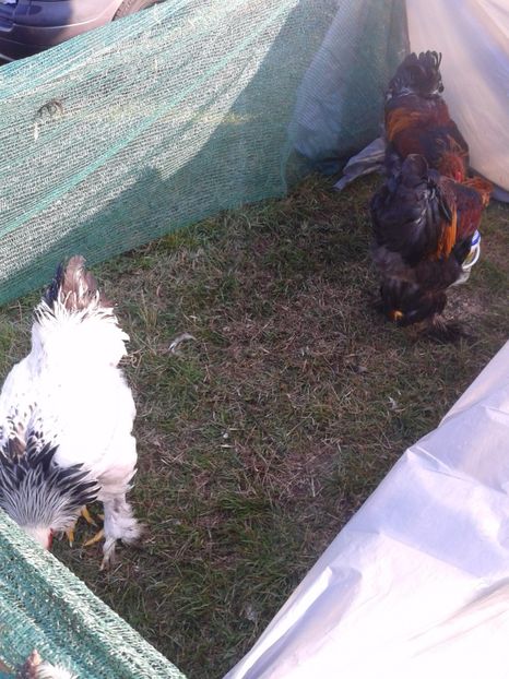 Fotografie0095 - 23---targ monor 10 09 2017