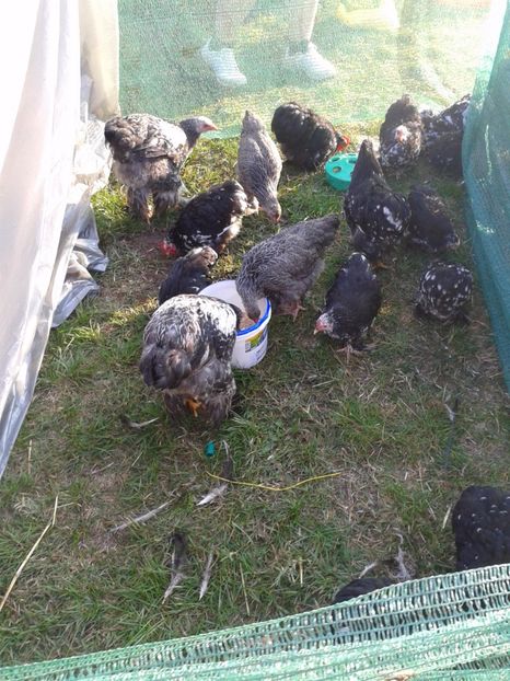 Fotografie0096 - 23---targ monor 10 09 2017