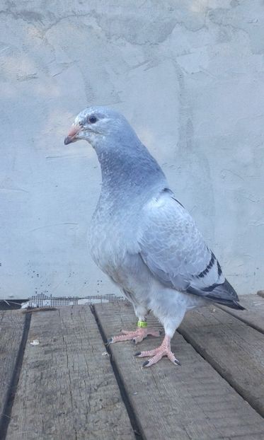  - Pui Albastri si Cuci 2017