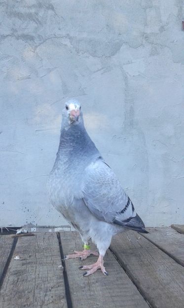  - Pui Albastri si Cuci 2017