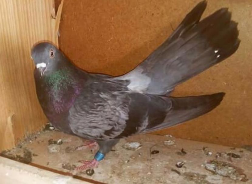  - Zburător CIUNGI DE PLOIESTI