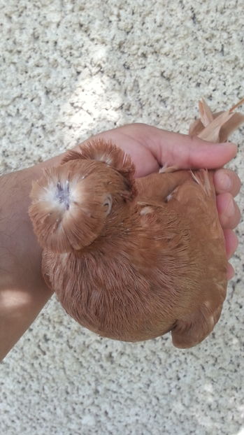 aceeasi - JUCATORI BIMOTATI DE ARDEAL