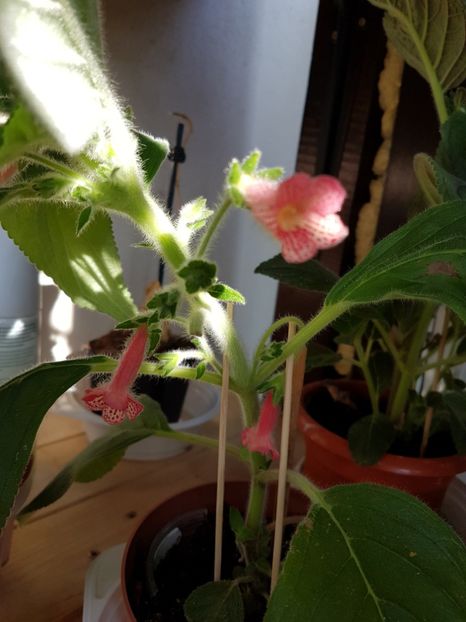  - KOHLERIILE MELE 2017 continuare