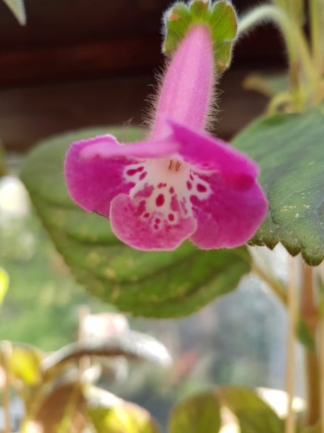  - KOHLERIILE MELE 2017 continuare