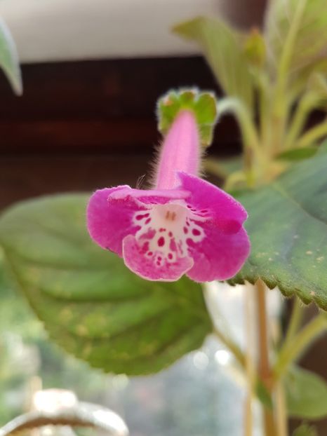  - KOHLERIILE MELE 2017 continuare