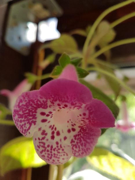  - KOHLERIILE MELE 2017 continuare