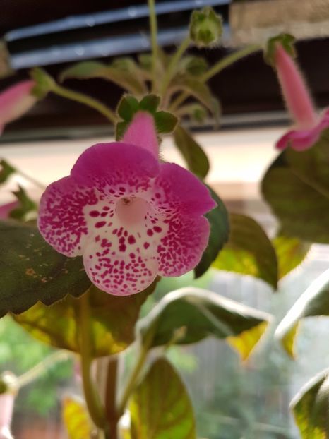  - KOHLERIILE MELE 2017 continuare