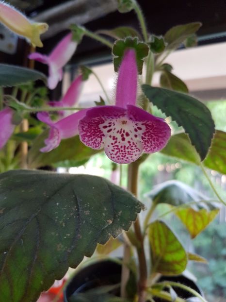  - KOHLERIILE MELE 2017 continuare