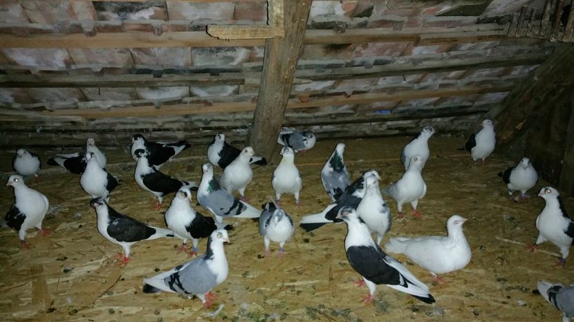  - -Matca 2017 jucatori de galati