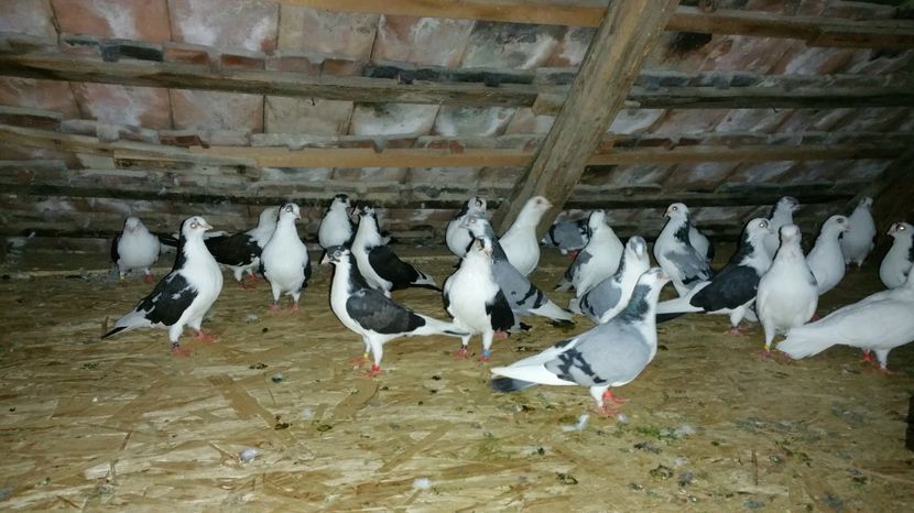  - -Matca 2017 jucatori de galati