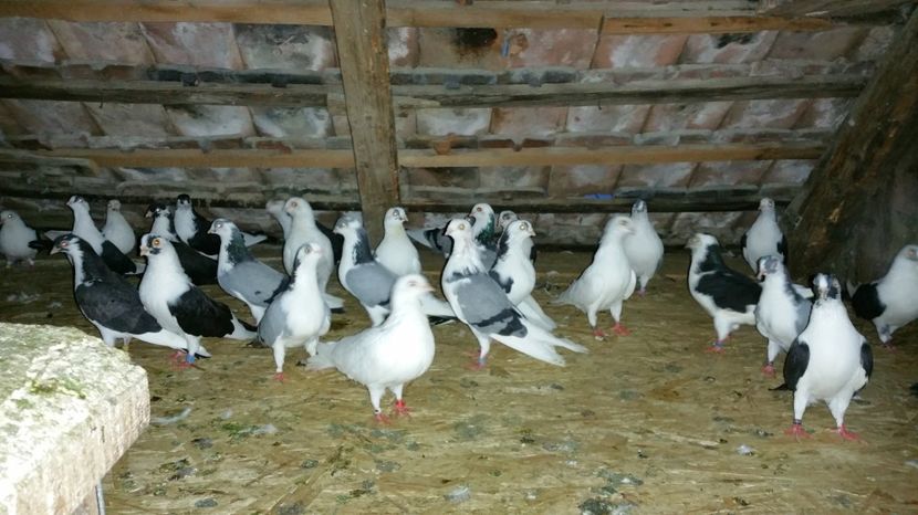  - -Matca 2017 jucatori de galati