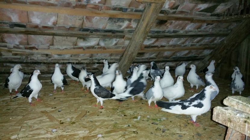  - -Matca 2017 jucatori de galati