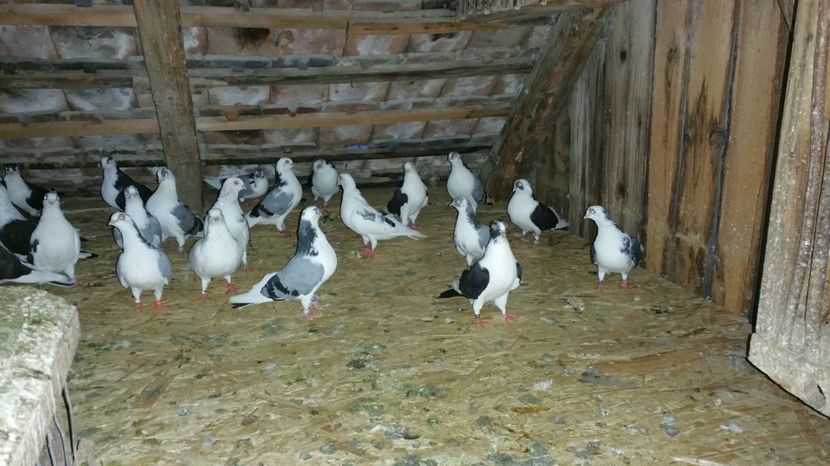  - -Matca 2017 jucatori de galati