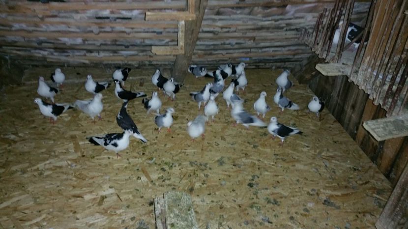  - -Matca 2017 jucatori de galati