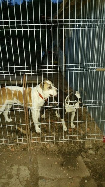  - C   Femela Ciobanesc Asia Centrala