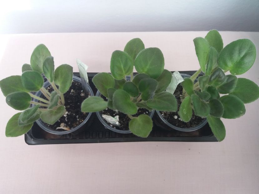 13 sept. - ZZ Rob s Dust Storm