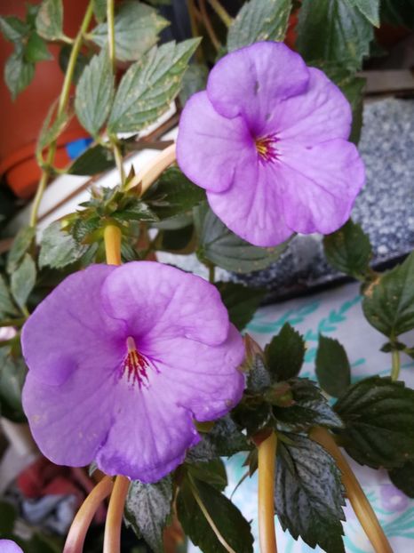  - Achimenes 2017