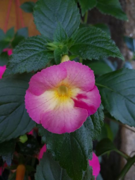  - Achimenes 2017