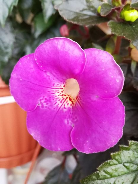  - Achimenes 2017