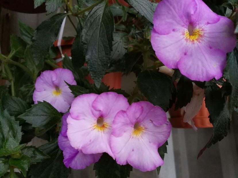  - Achimenes 2017