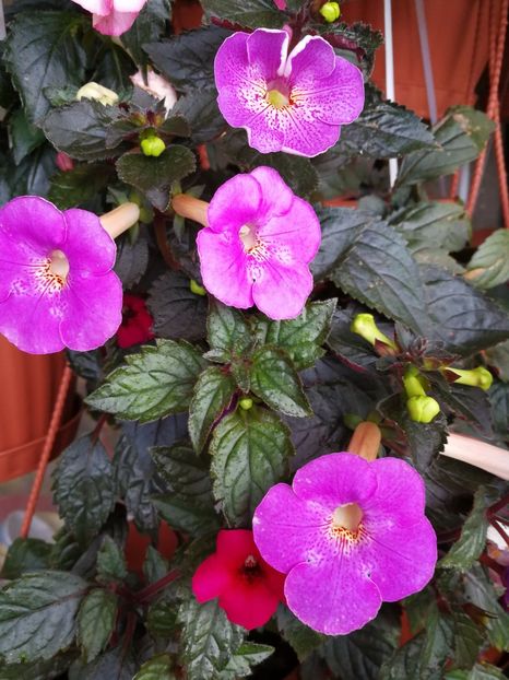  - Achimenes 2017