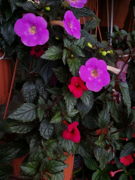  - Achimenes 2017