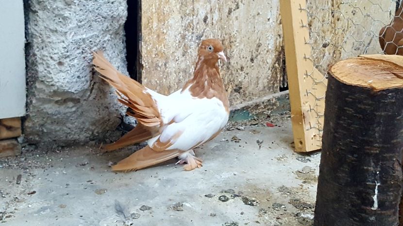  - Roller de Cluj oglindati