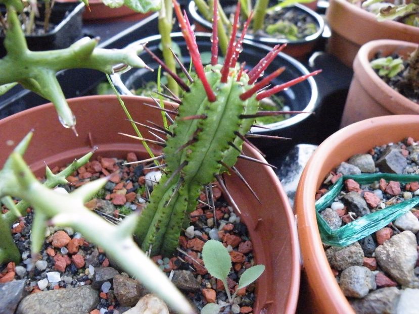  - Colectie euphorbia