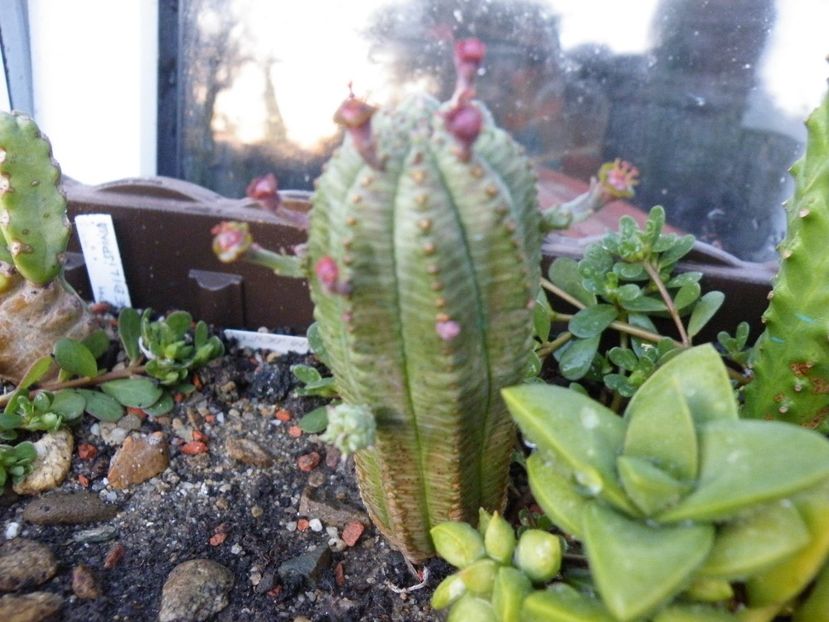 william denton - Colectie euphorbia