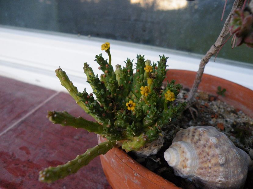 flanaganii - Colectie euphorbia