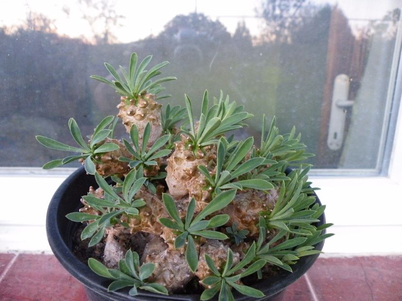 japonica - Colectie euphorbia