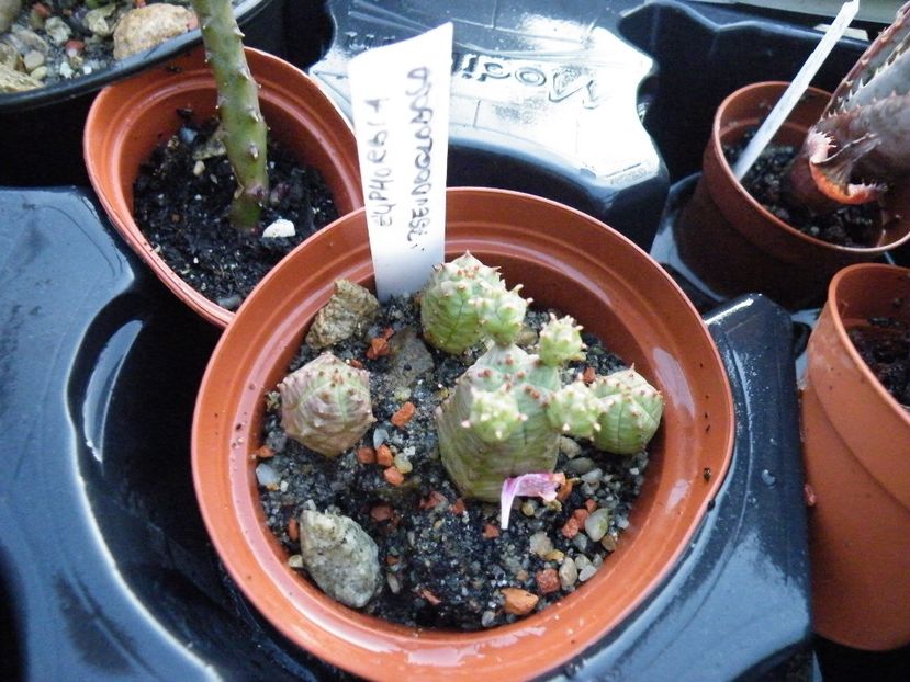 pseudoglobosa - Colectie euphorbia