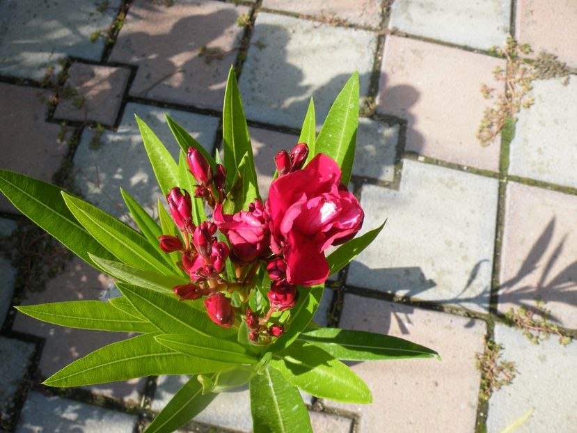 nr 18 - LEANDRI CU NUMERE