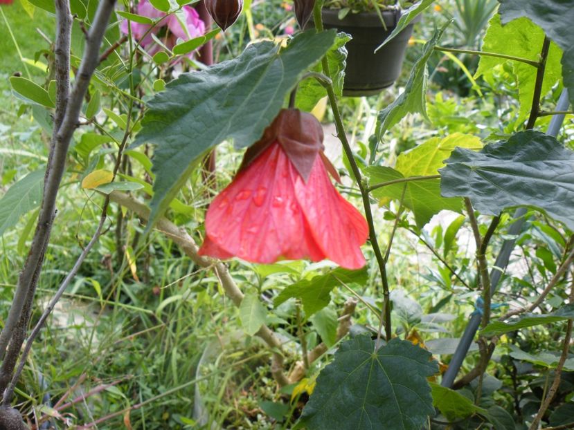  - colectie abutilon