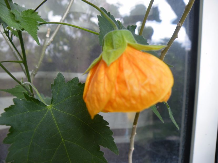  - colectie abutilon