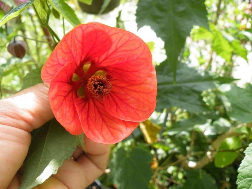  - colectie abutilon