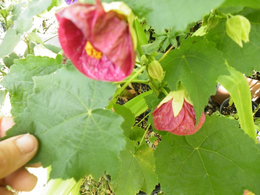  - colectie abutilon