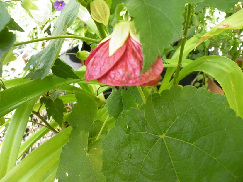  - colectie abutilon