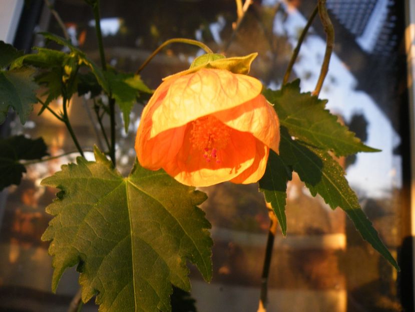  - colectie abutilon
