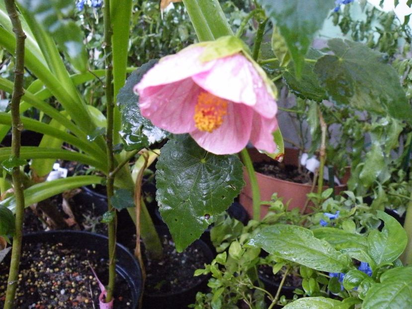  - colectie abutilon