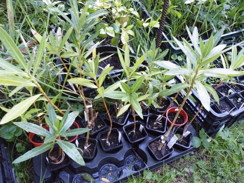  - LEANDRI cu nume -raritati