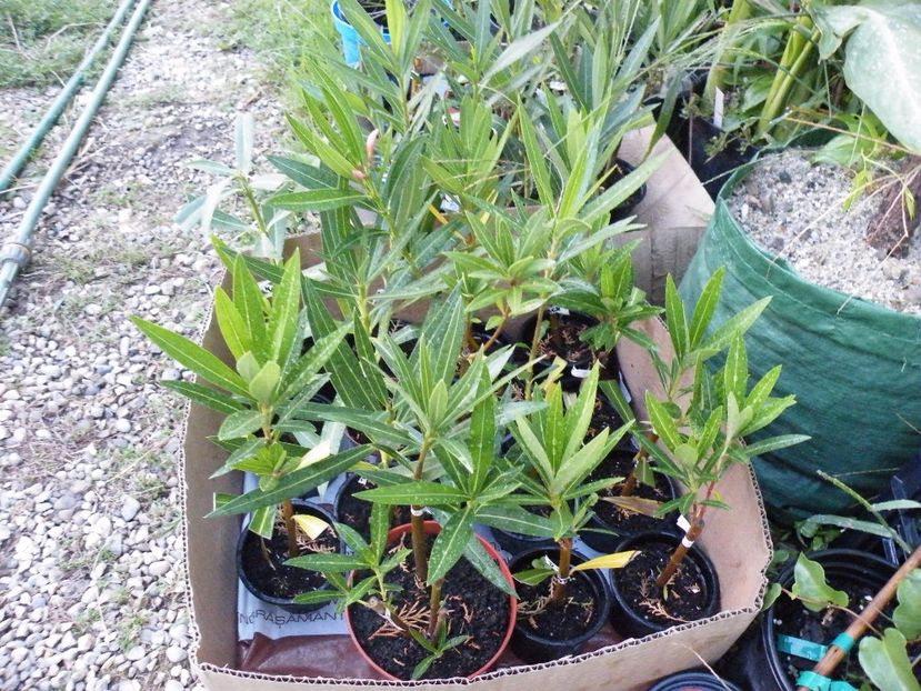  - LEANDRI cu nume -raritati